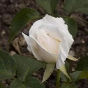 Pascali Hybrid Tea Rose (Rosa Pascali) 1